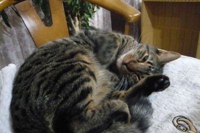 f:id:nekonohanashi:20111201180807j:image