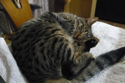 f:id:nekonohanashi:20111201180909j:image