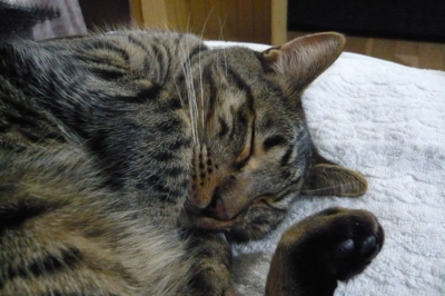 f:id:nekonohanashi:20111201180947j:image