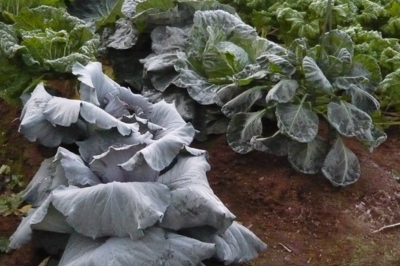 f:id:nekonohanashi:20111210062248j:image