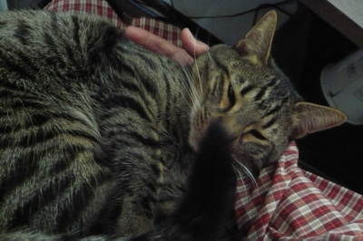 f:id:nekonohanashi:20111210065917j:image