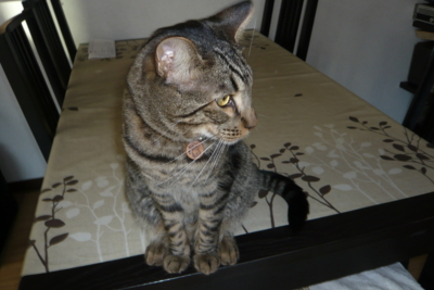 f:id:nekonohanashi:20111212104629j:image