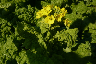 f:id:nekonohanashi:20111212133833j:image