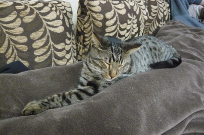 f:id:nekonohanashi:20111213194720j:image