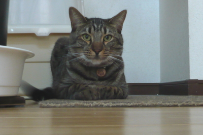 f:id:nekonohanashi:20111218085704j:image