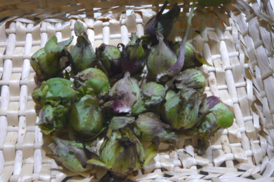 f:id:nekonohanashi:20111220211607j:image