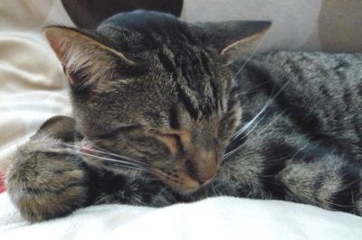 f:id:nekonohanashi:20111222092026j:image