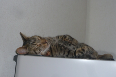 f:id:nekonohanashi:20111230181330j:image