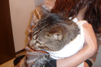 f:id:nekonohanashi:20111231192850j:image