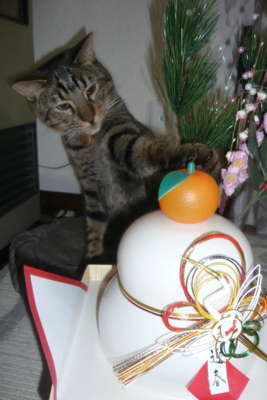 f:id:nekonohanashi:20120104210054j:image