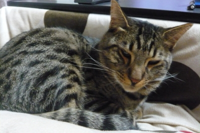 f:id:nekonohanashi:20120104210450j:image