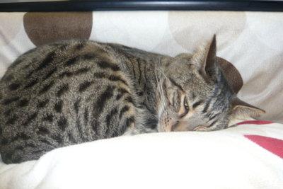 f:id:nekonohanashi:20120104210747j:image