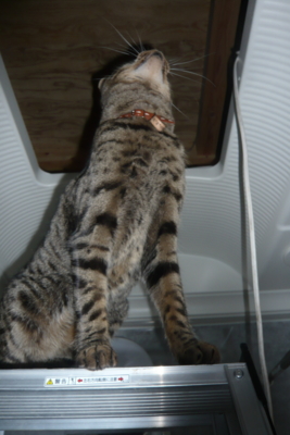 f:id:nekonohanashi:20120107155851j:image