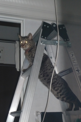 f:id:nekonohanashi:20120107160403j:image