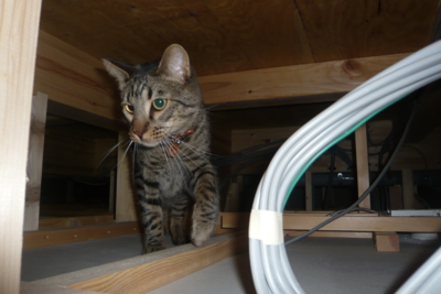 f:id:nekonohanashi:20120108161336j:image