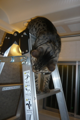 f:id:nekonohanashi:20120108171131j:image