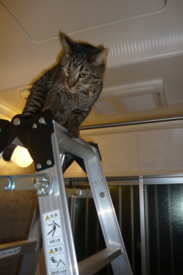 f:id:nekonohanashi:20120108171135j:image