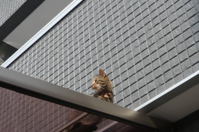 f:id:nekonohanashi:20120110121703j:image