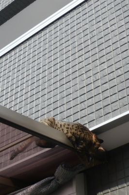 f:id:nekonohanashi:20120110121710j:image