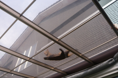 f:id:nekonohanashi:20120110121821j:image