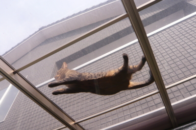 f:id:nekonohanashi:20120110121832j:image