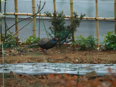 f:id:nekonohanashi:20120120105247j:image f:id:nekonohanashi:20120120105247j:image