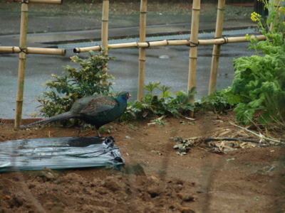 f:id:nekonohanashi:20120120105330j:image f:id:nekonohanashi:20120120105330j:image