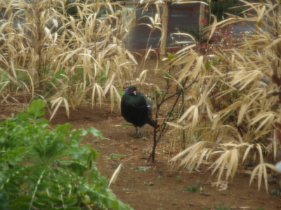 f:id:nekonohanashi:20120120105833j:image f:id:nekonohanashi:20120120105833j:image