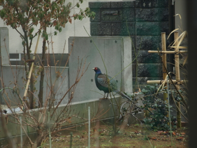 f:id:nekonohanashi:20120120110139j:image f:id:nekonohanashi:20120120110139j:image