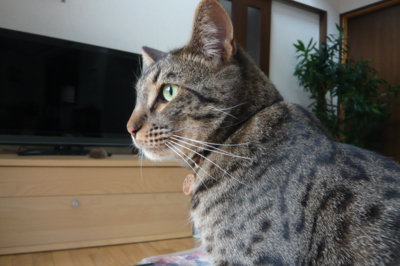f:id:nekonohanashi:20120120122619j:image f:id:nekonohanashi:20120120122619j:image