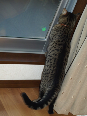 f:id:nekonohanashi:20120130085207j:image f:id:nekonohanashi:20120130085207j:image