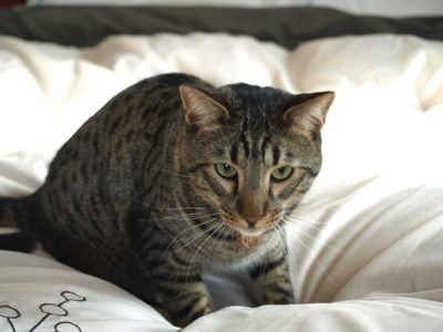 f:id:nekonohanashi:20120130085409j:image f:id:nekonohanashi:20120130085409j:image