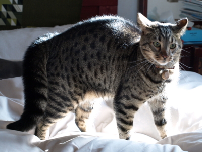 f:id:nekonohanashi:20120130085432j:image f:id:nekonohanashi:20120130085432j:image