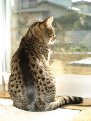 f:id:nekonohanashi:20120131143807j:image f:id:nekonohanashi:20120131143807j:image