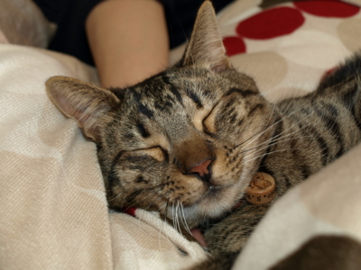 f:id:nekonohanashi:20120204143219j:image