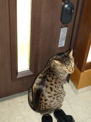 f:id:nekonohanashi:20120204155228j:image f:id:nekonohanashi:20120204155228j:image