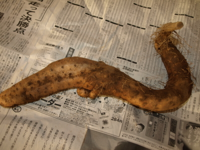 f:id:nekonohanashi:20120204155549j:image