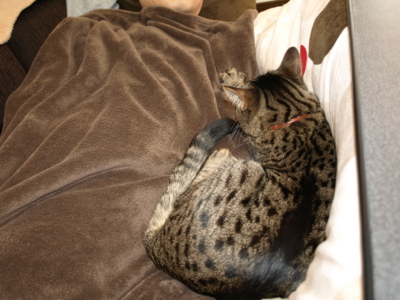 f:id:nekonohanashi:20120210135317j:image