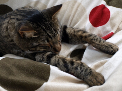 f:id:nekonohanashi:20120211175254j:image