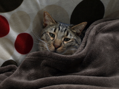 f:id:nekonohanashi:20120211195314j:image