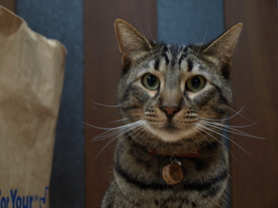 f:id:nekonohanashi:20120225203003j:image