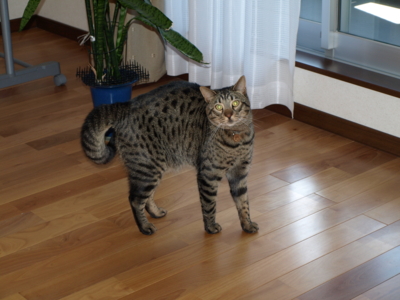 f:id:nekonohanashi:20120312105136j:image f:id:nekonohanashi:20120312105136j:image