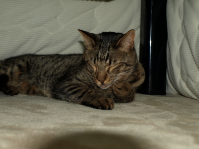 f:id:nekonohanashi:20120313193021j:image f:id:nekonohanashi:20120313193021j:image