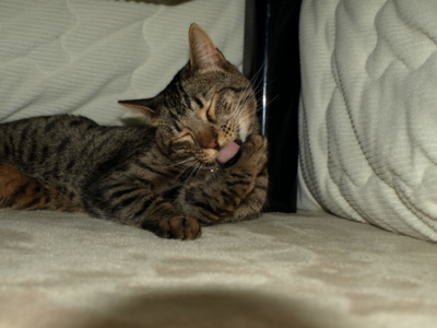 f:id:nekonohanashi:20120313193111j:image f:id:nekonohanashi:20120313193111j:image