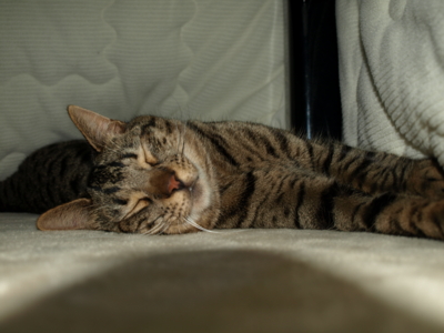 f:id:nekonohanashi:20120313200323j:image f:id:nekonohanashi:20120313200323j:image