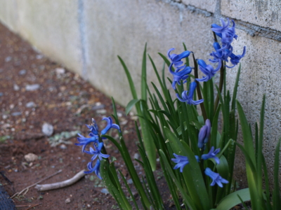 f:id:nekonohanashi:20120325170509j:image