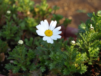 f:id:nekonohanashi:20120325170632j:image