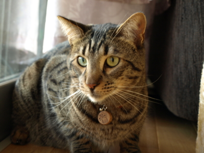 f:id:nekonohanashi:20120325170942j:image