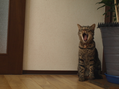 f:id:nekonohanashi:20120331075242j:image