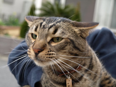 f:id:nekonohanashi:20120331084812j:image